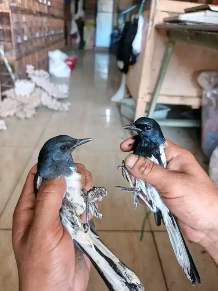 Kacer kalimantan mh purtotal