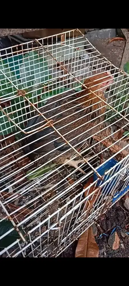 Sepasang ayam tukung