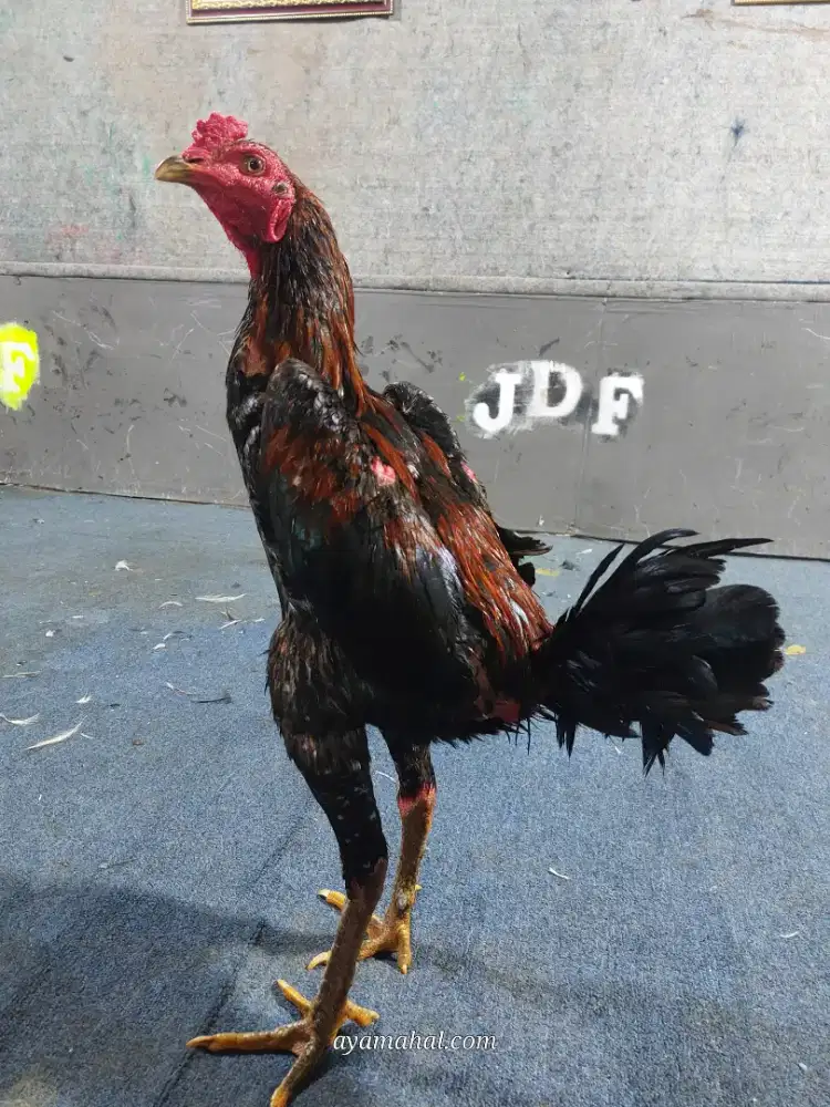 Ayam bangkok jogjakarta