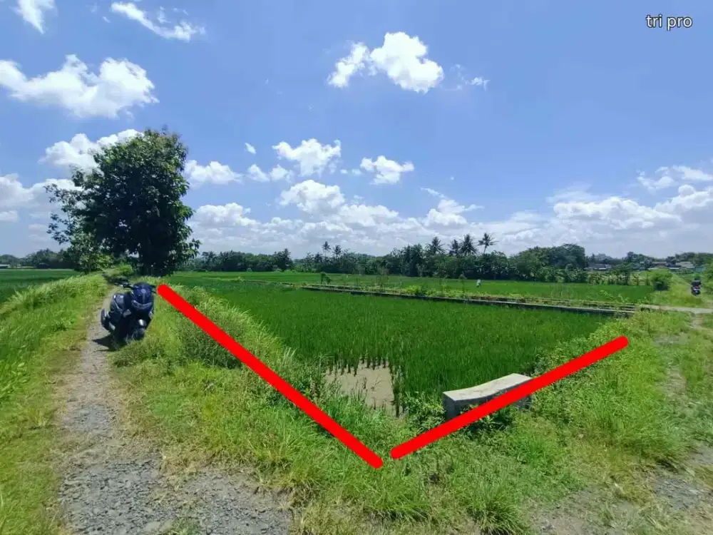Dijual Tanah Sawah di Sleman Yogyakarta