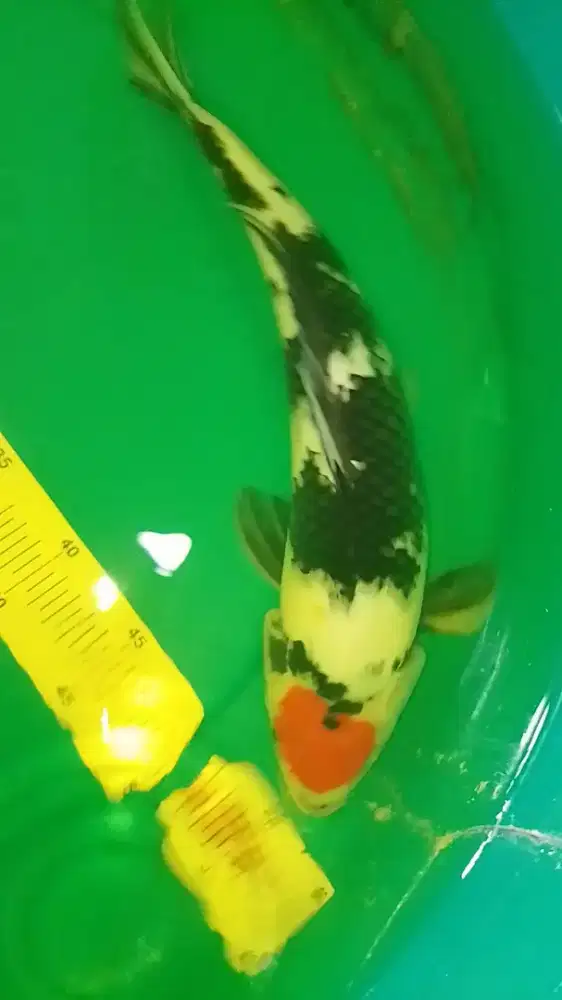 Ikan koi jenis Tancho Showa 42cm
