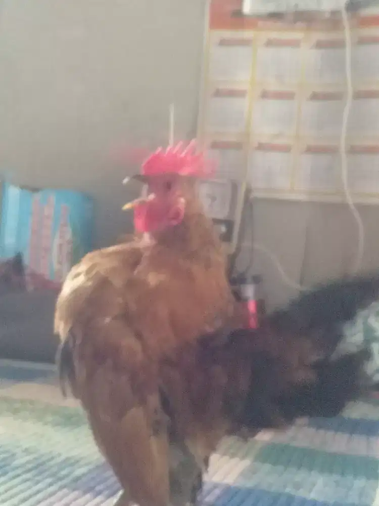 Ayam Serama kembar..