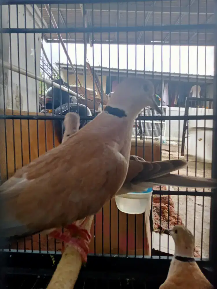 Burung puter sepasang