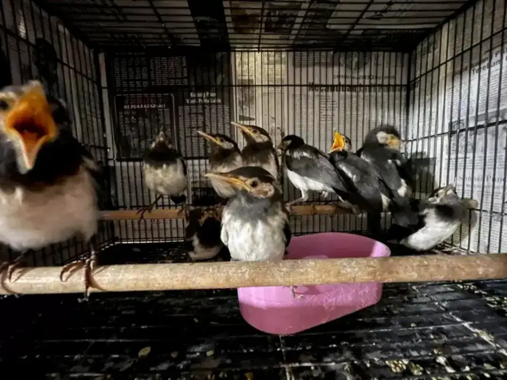 Jalak suren anak mandirian