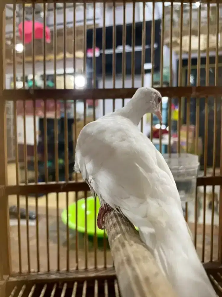 Perkutut putih kapas mata merah