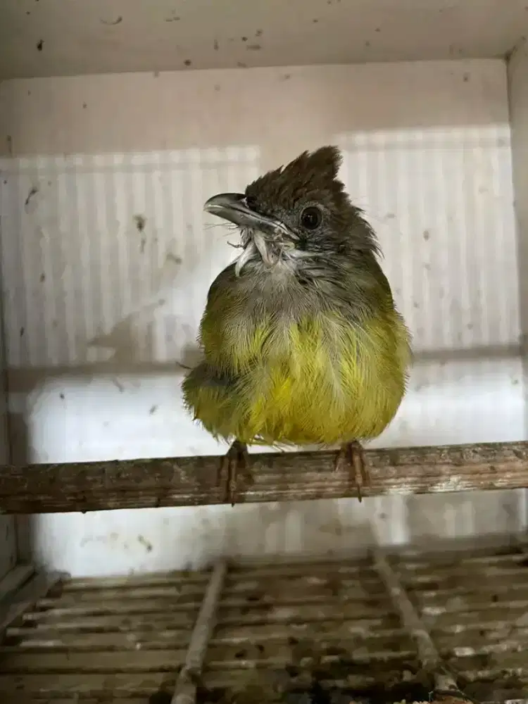 Cucak jenggot anak MH mulus