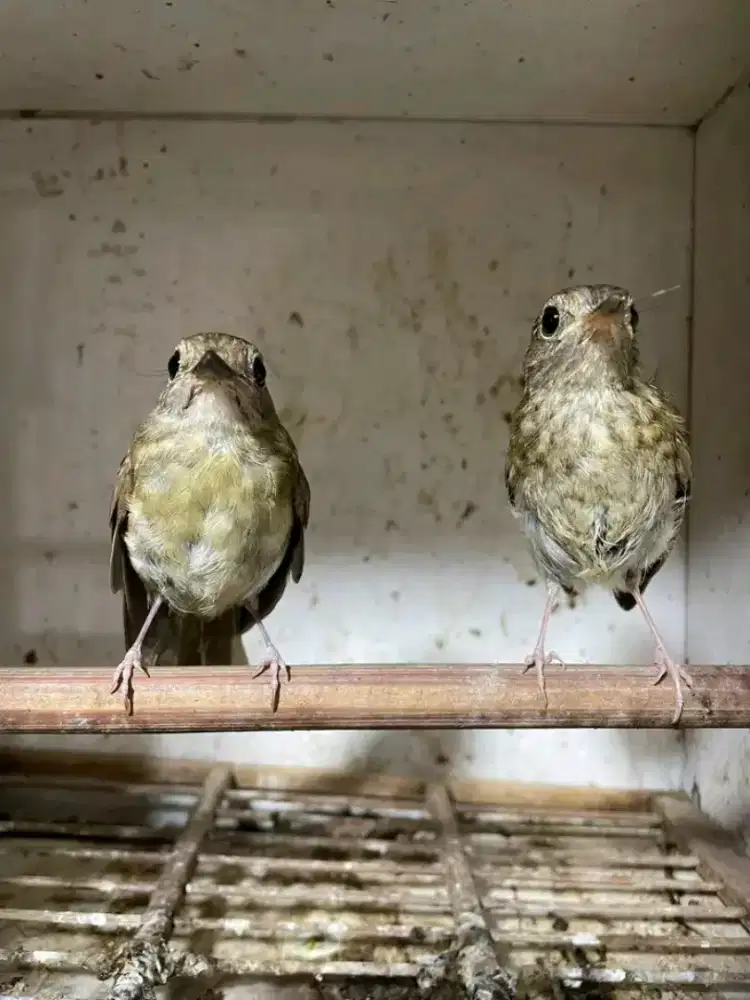 Es R D Che jantan dewasa/trotol MH aman voer