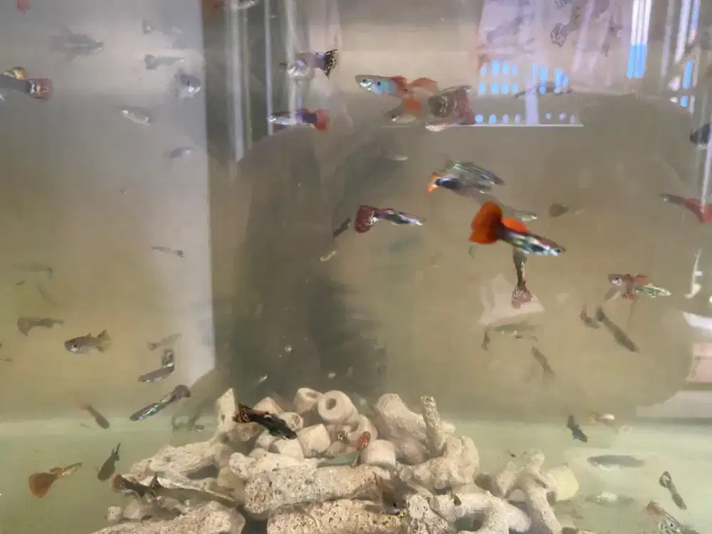 Ikan Gupy gupy Alalak selatan