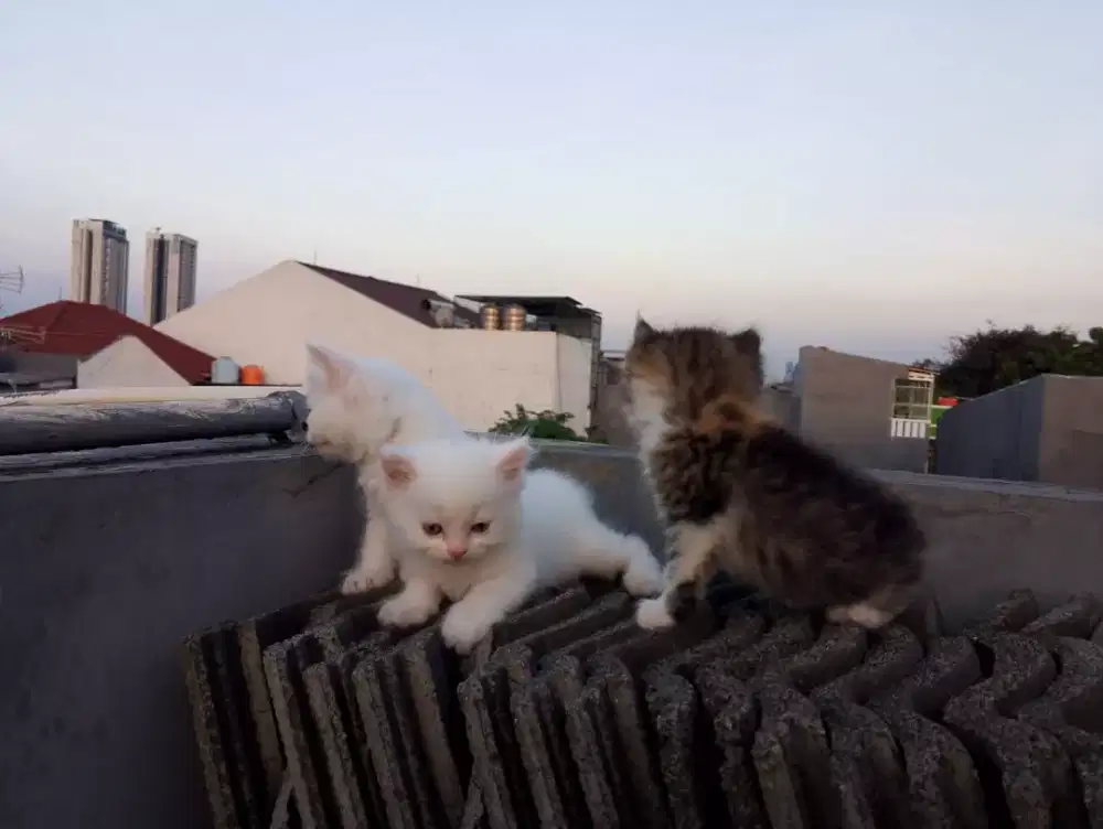Jual kitten persia flatnose bulu kapas pure