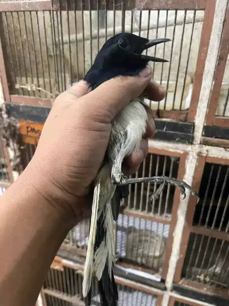 Kacer kalimantan voer total mulus