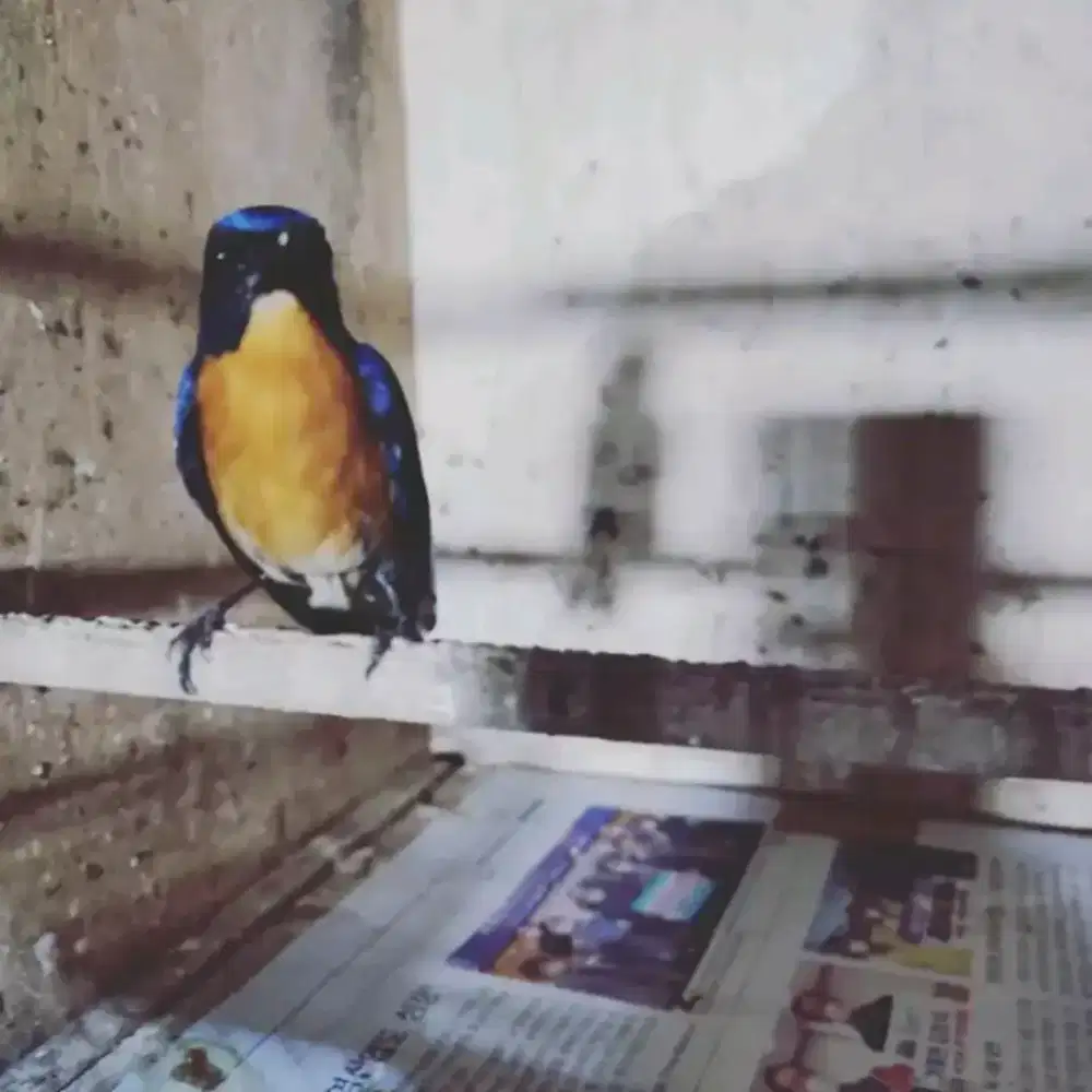 Binbin gunung ori cianjur aman aman voer