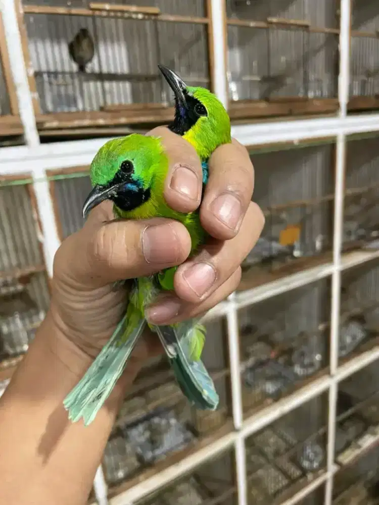 Burungdaun lokal cianjur mulus