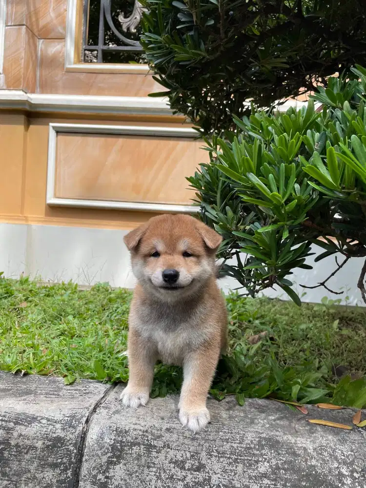 Dijual Aizen Sora Der Kaizen Red Mame Shiba Inu Superior Qlty KR JP