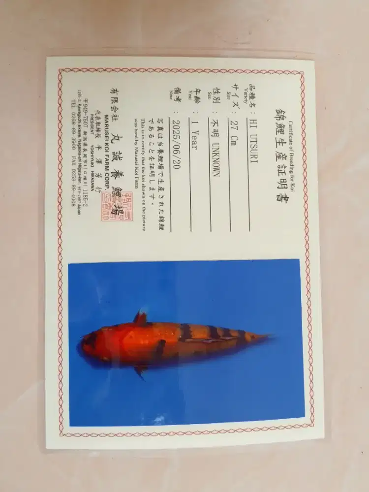 Ikan koi jenis Hi Utsuri import ukuran 32cm