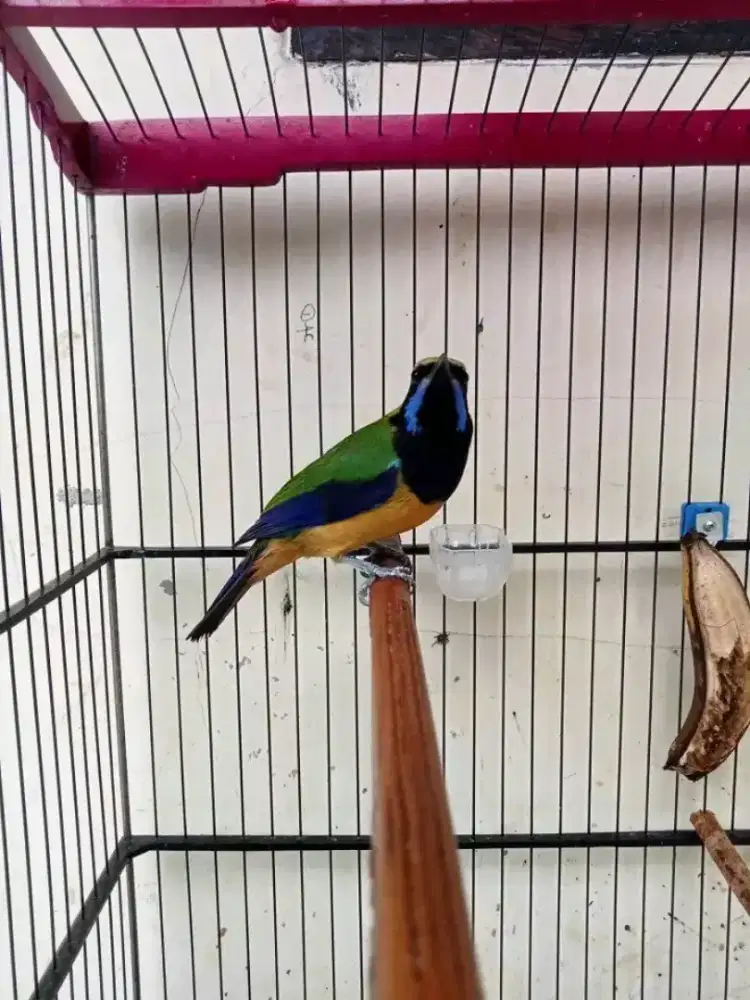 Sungko MH jantan mulus