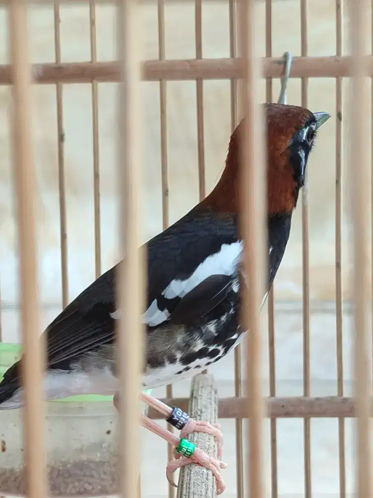 Anis kembang ganteng