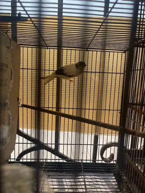 burung kenari betina warna cerah siap ternak