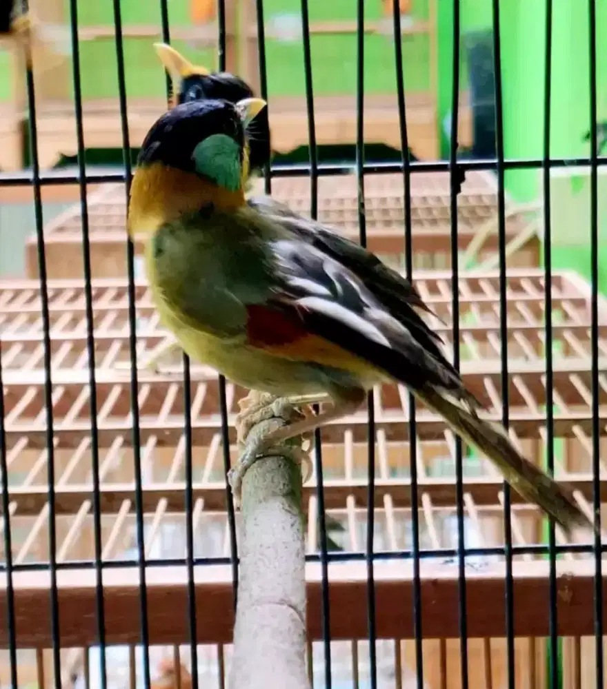 Burungpncawarna MH aman voer