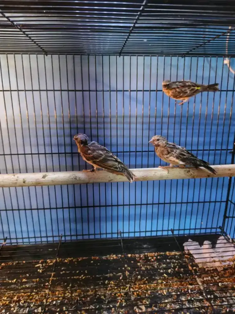 Paud blackthroat jantan usia4bln ngiriwik