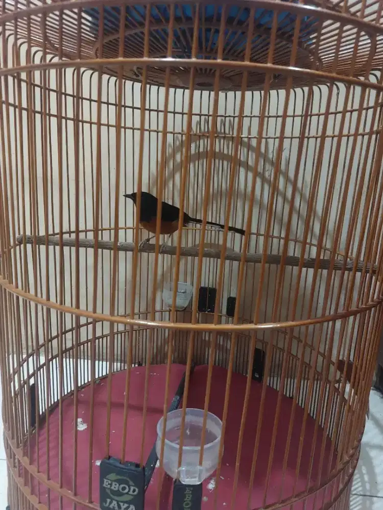 Murai fulset kandang ebod nego alus