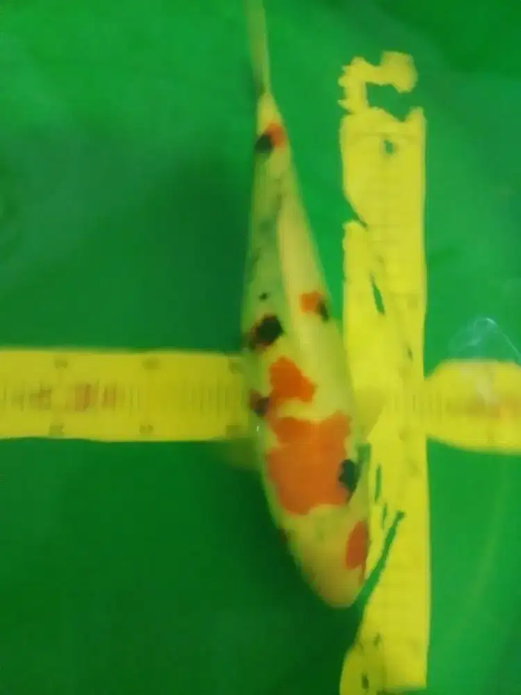Ikan koi Kindai Showa 36cm female