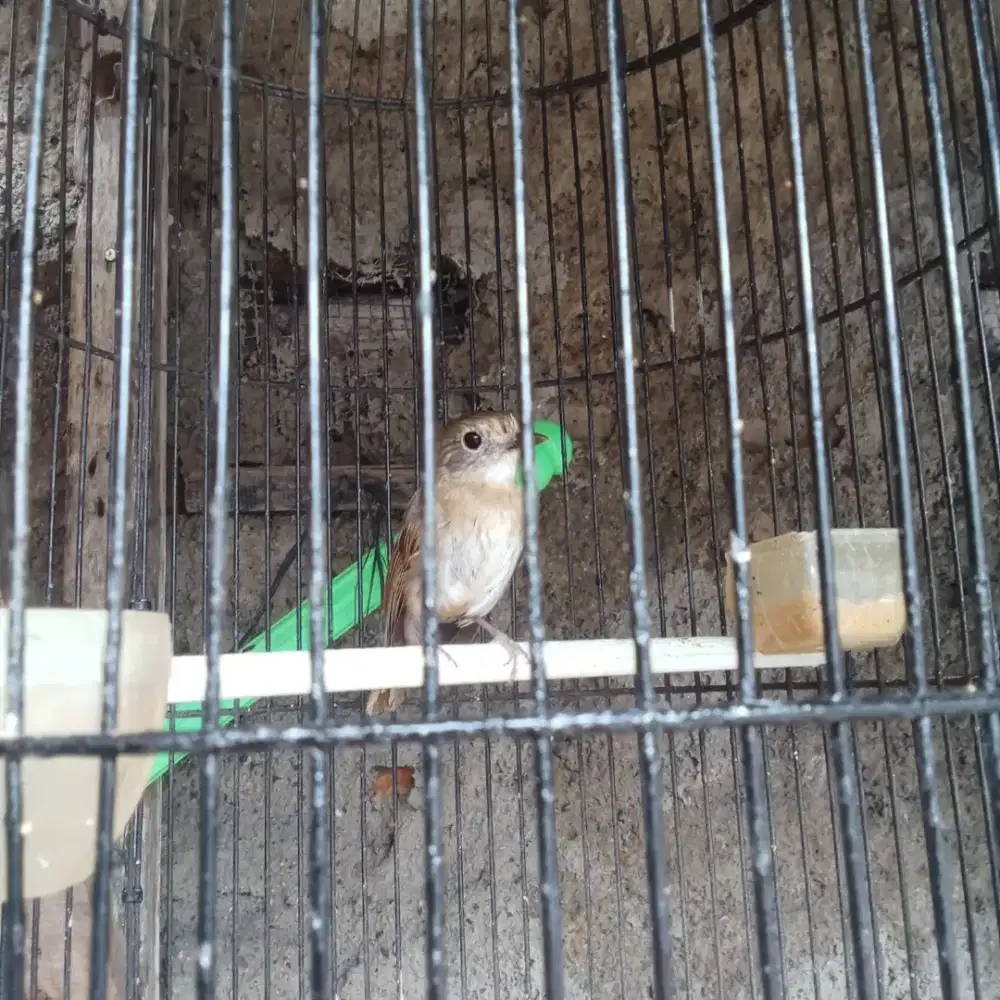 Srdc gembling trotol