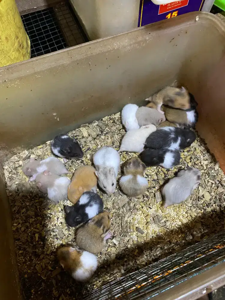 Hamster Syrian peternak alalak