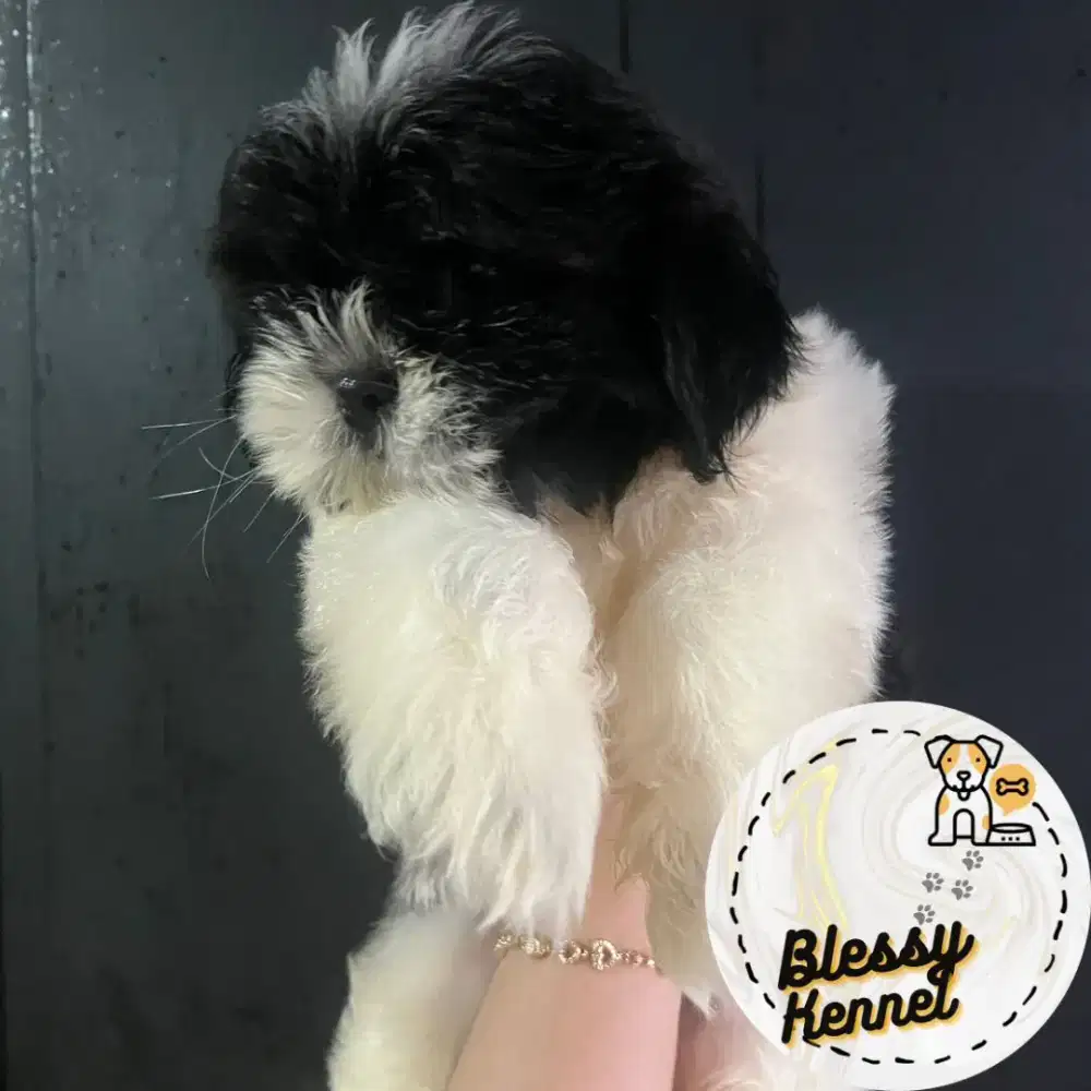 Shitzu mix Poodle Shipoo