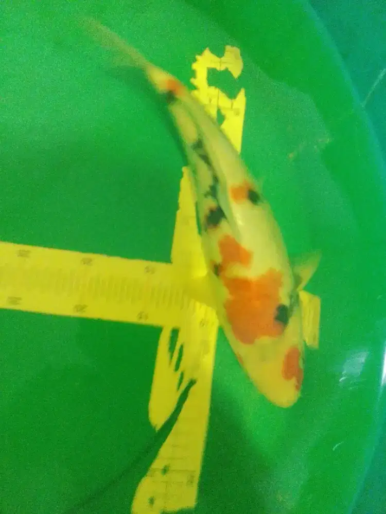 Ikan koi jenis Showa Kindai 36cm