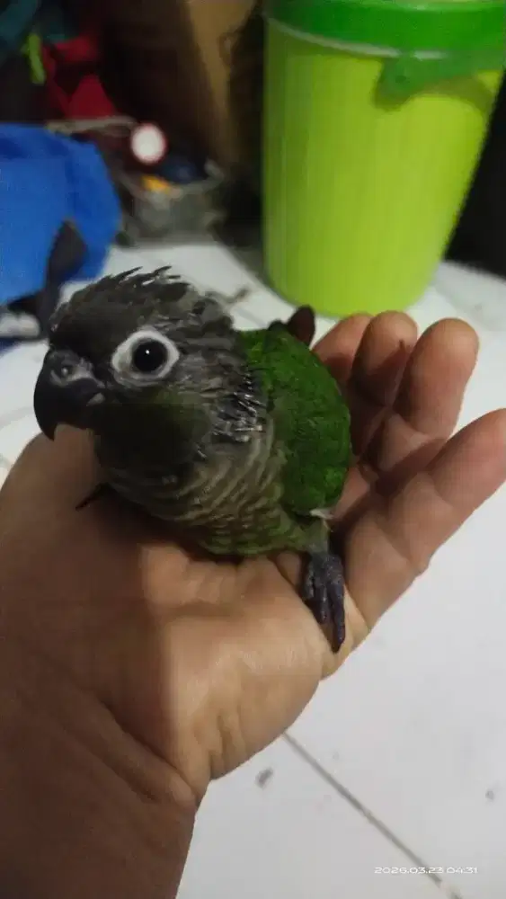 Greencheckconure conure connure sun conure falk