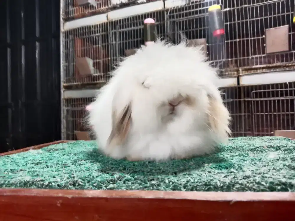 Kelinci Fuzzy loop Kuningan