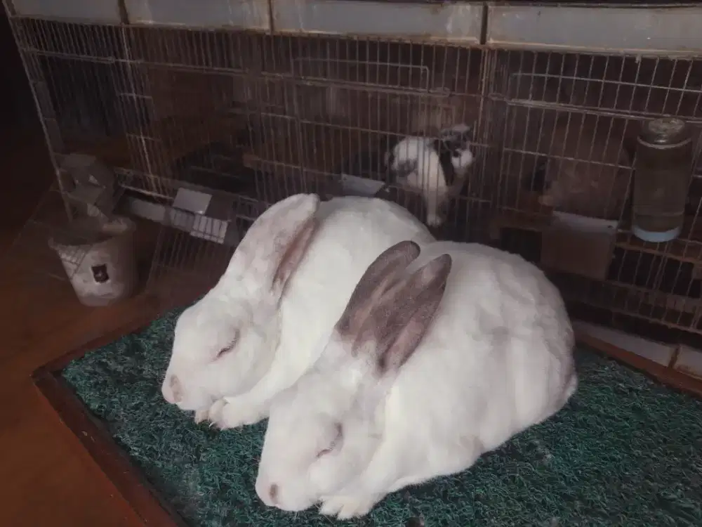 Kelinci indukan Rex karpet Kuningan