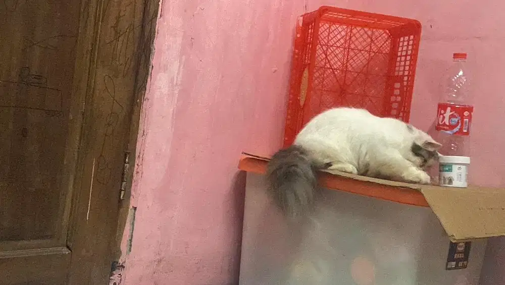 Kucing betina 5 bulan