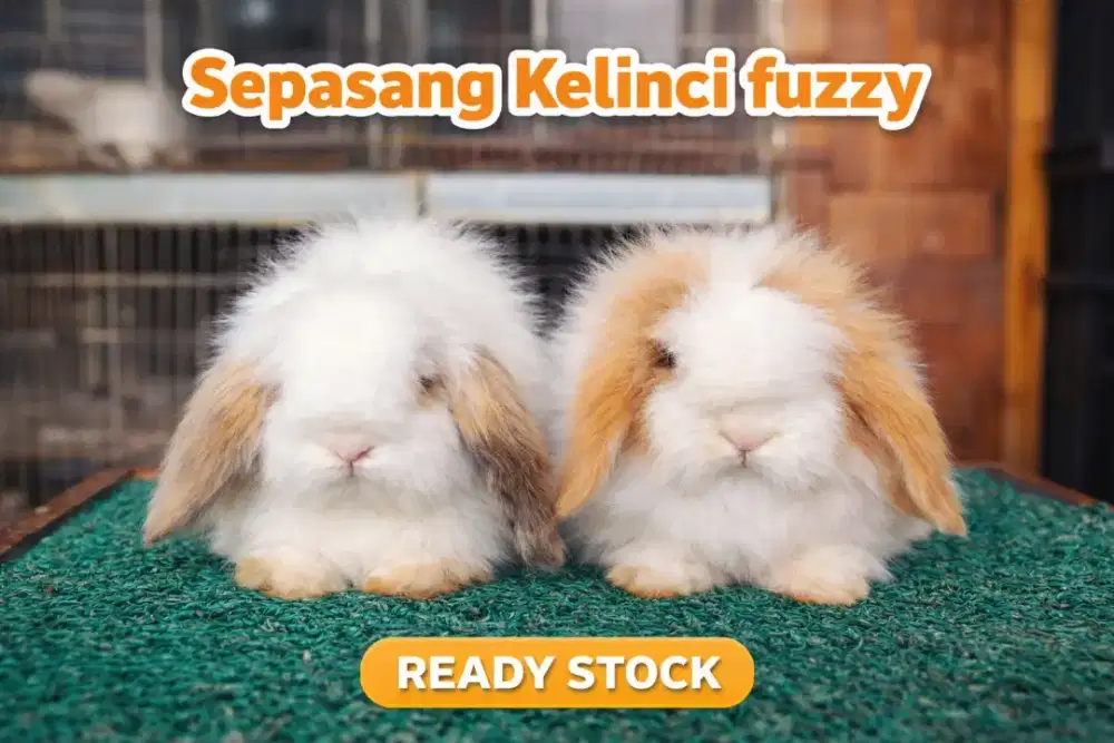 Kelinci fuzzy loop Kuningan