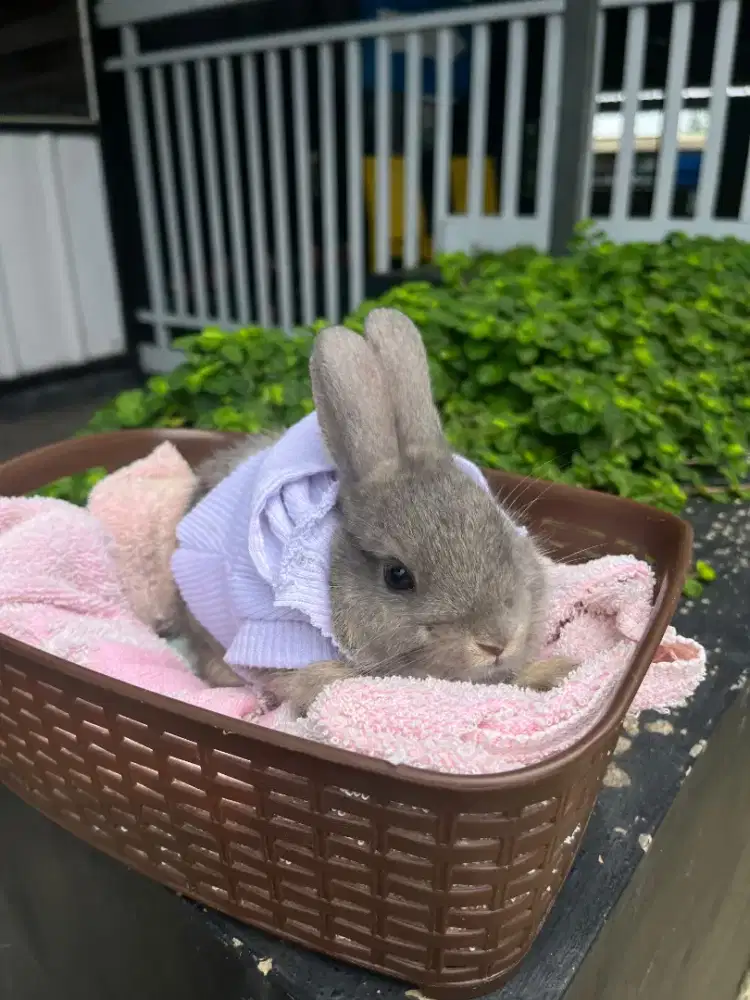 Kelinci lokal Kuningan