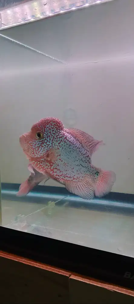 Louhan Kamfa mutiara tebal