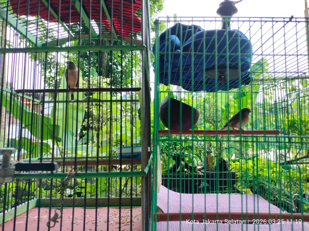 Blackthroat Sepasang