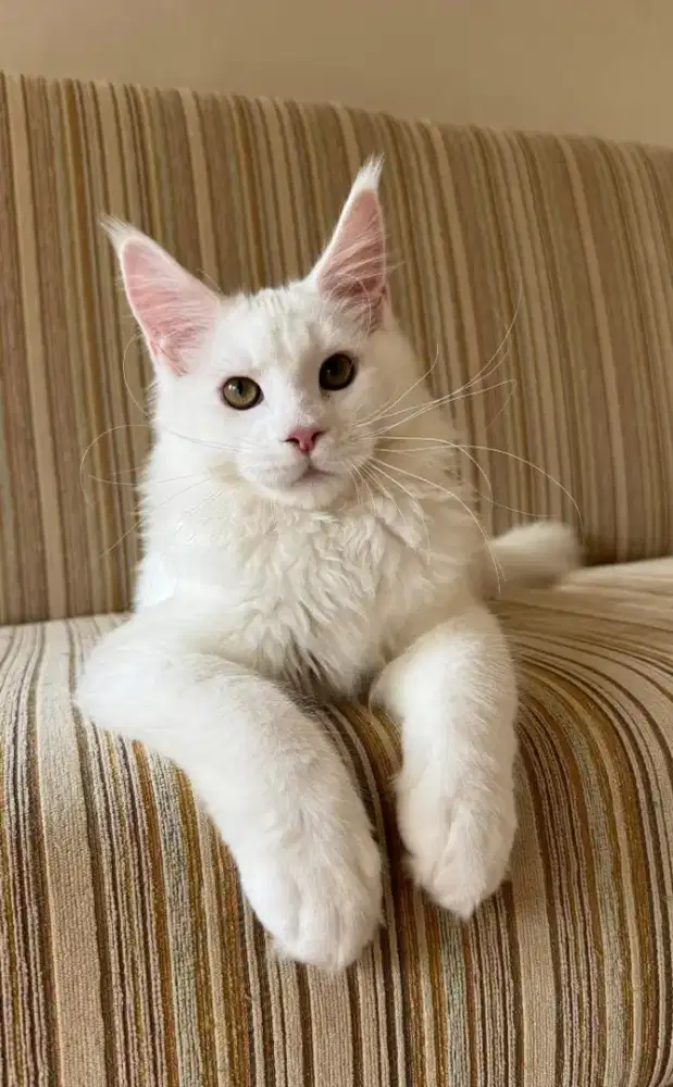 Kucing mainecoon pure nonped rasa ped