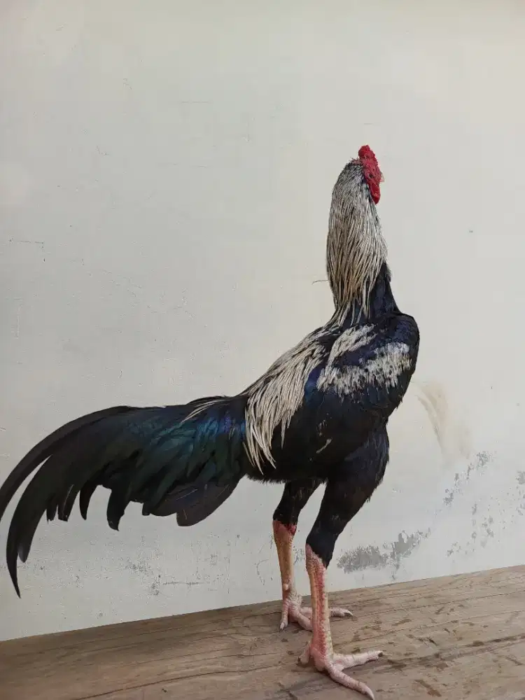 Ayam pama Silangan bngkok