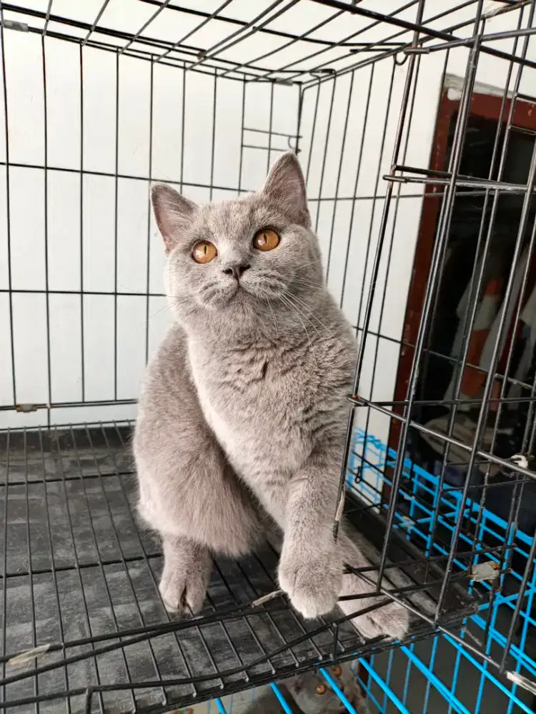 BSH BritishShorthair Betina Usia 7Bln an Non PED Vaksin