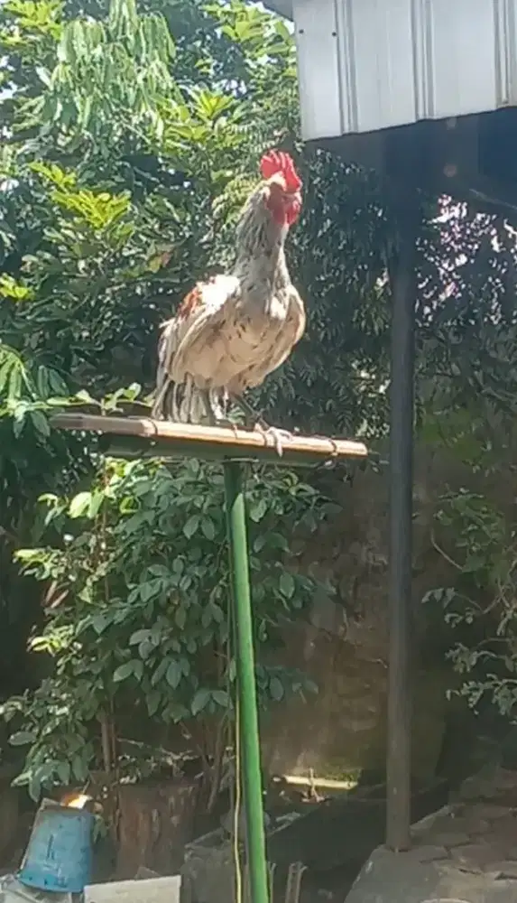 Ayam Ketawa Putih Maroon
