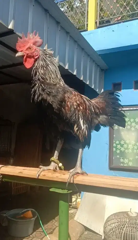 Ayam Ketawa Jantan Warna Jalak