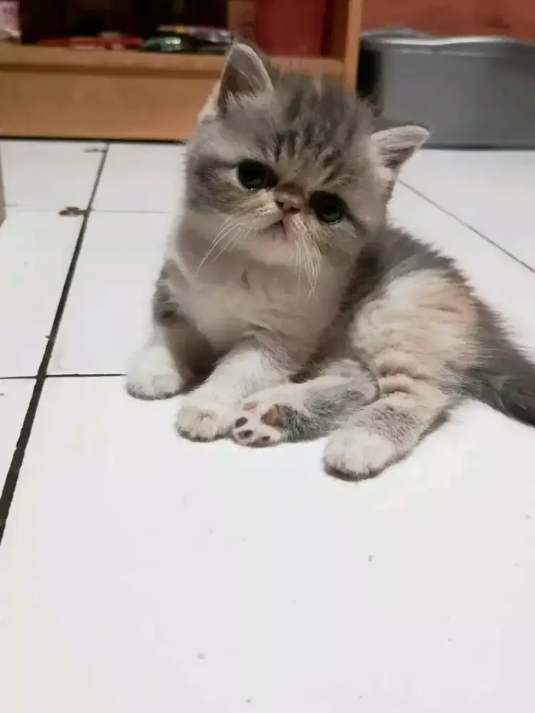 Kitten munchkin peak betina usia 3bln