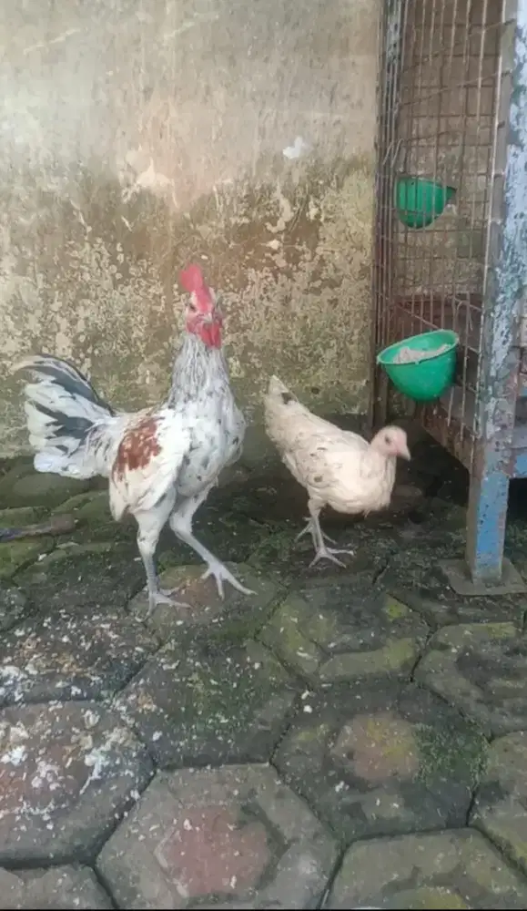 Sepasang Ayam Ketawa Putih
