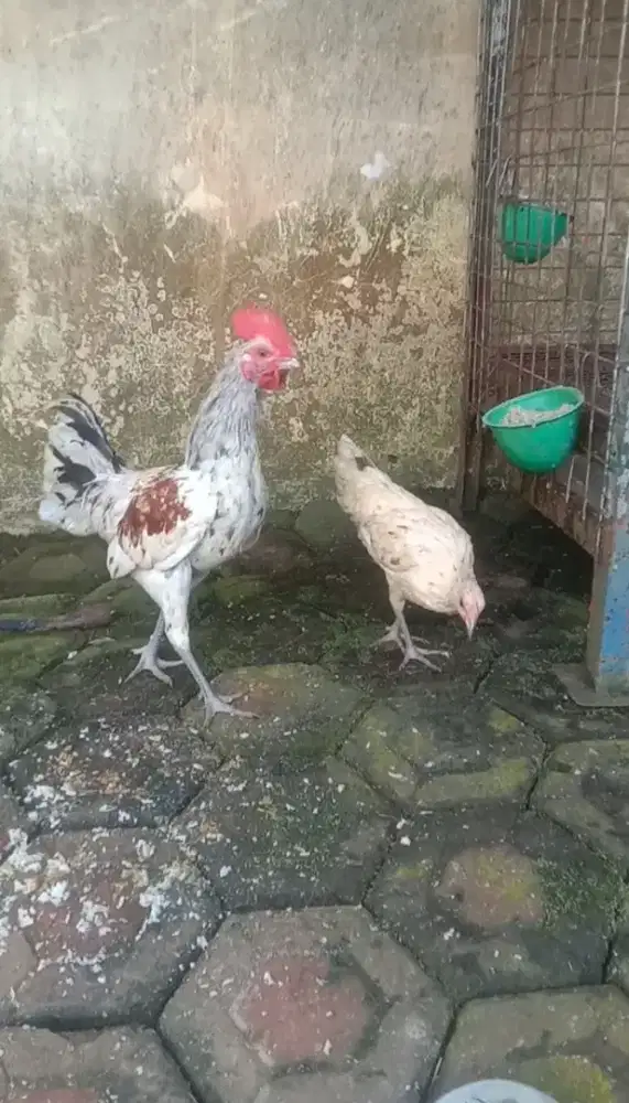 Sepasang Ayam Ketawa Putih