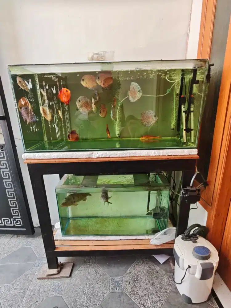 Ikan discus borongan jumbo2