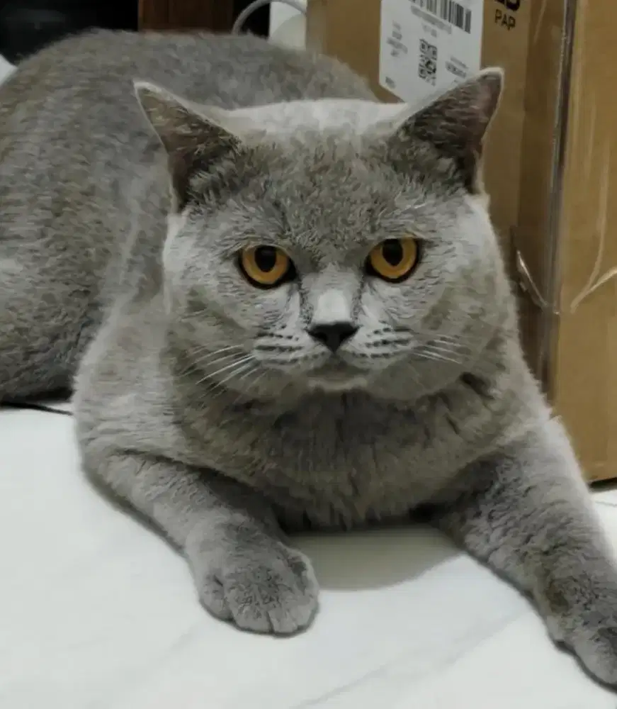Kucing British Shorthair