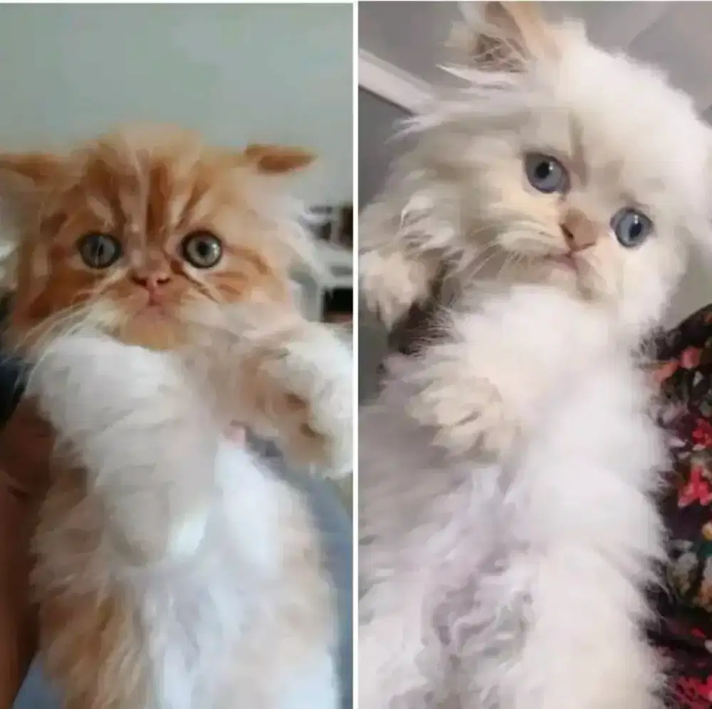 Sepasang kitten persia longhair usia 4bln