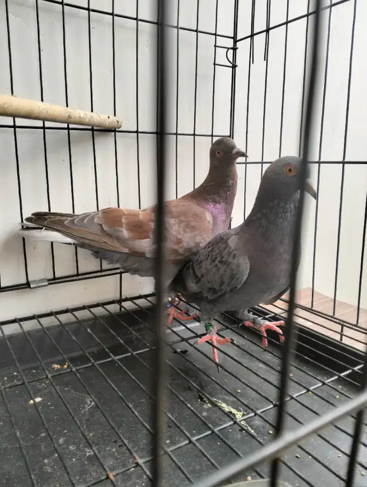 Sepasang merpati kentong x kolong