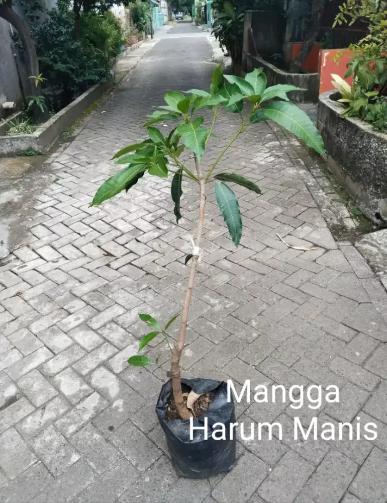 Tanaman Mangga Harum Manis Bibit Unggul
